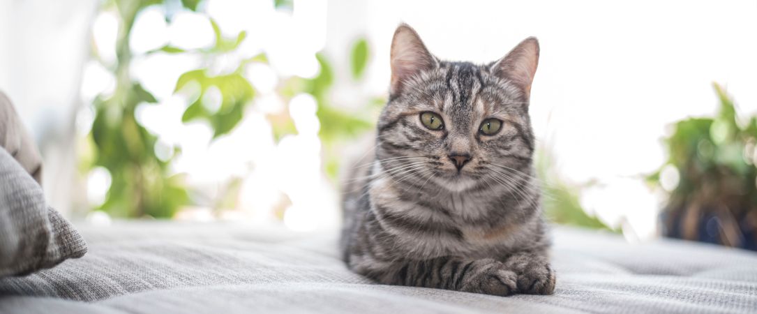 
                  Tierisch verbunden – Katze auf dem Bett